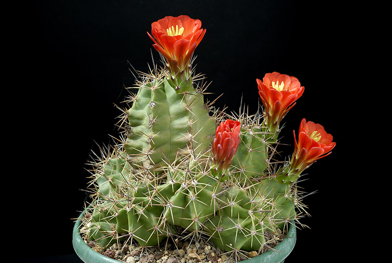 Echinocereus triglochidiatus D. 16 € 23.00.jpg